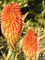 thn_NZ leden-unor 2006 009.jpg